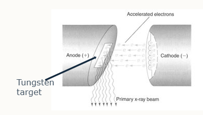 <ol><li><p>Cathode in an X-ray tube generates a <strong>stream of electrons from a coiled tungsten wire filament when current passes through</strong></p></li><li><p>cathode is a <strong>cup shape to focus stream</strong></p></li><li><p><strong>number of electrons generated </strong> is determined by <strong>mA </strong>(miliamperes) and <strong>exposure time</strong></p></li><li><p>electrons <strong>hit and interact with atoms w/in target area of tungsten anode </strong> which releases X-rays</p></li><li><p><strong>potential difference </strong>is applied across tube, <strong>accelerating electrons towards +vely charged anode</strong></p></li><li><p><strong>electron energy is determined by kV </strong>(kilovolts, sometimes kVp = kilovolt peak)</p></li></ol><p></p>
