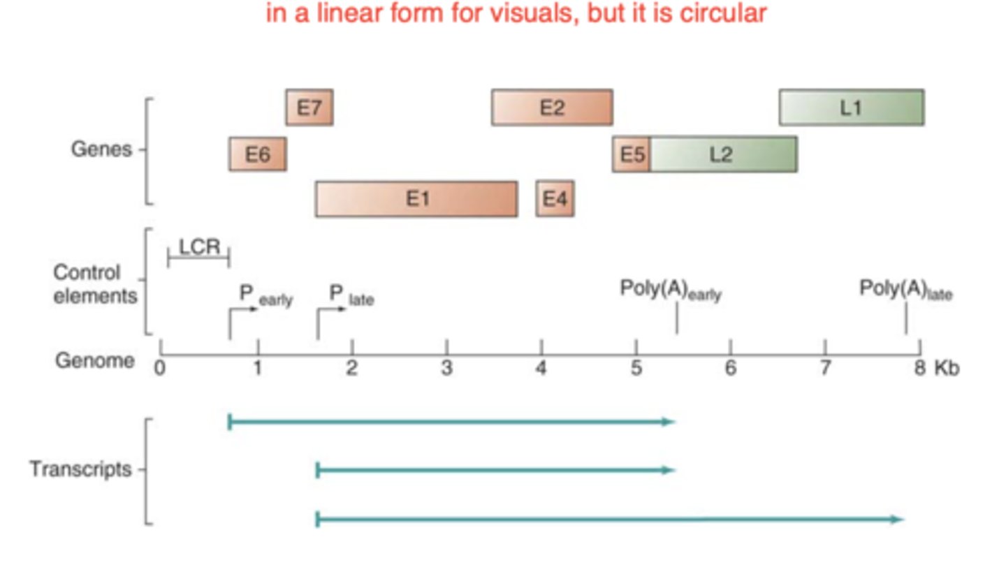 <p>-small, closed circular dsDNA complexed with histones in nucleosome structure</p><p>-8 genes (6 early, 2 late)</p><p>-LCR (long control region) contains replication origin and cis acting signals</p>
