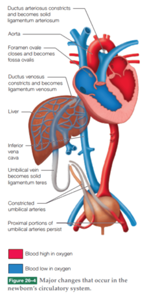 <p>Answer: A, B, D</p><p>Explanation:</p><p>A) Closure of the foramen ovale is a function of changing arterial pressures.</p><p>B) Closure of the ductus venosus is related to mechanical pressure changes that result from severing the cord, redistribution of blood, and cardiac output.</p><p>C) The average mean blood pressure of 31 to 61 mmHg in full-term resting newborns is a normal finding, but not a marked change in the cardiopulmonary system.</p><p>D) Increased systemic vascular resistance and decreased pulmonary vascular resistance; with the loss of the low-resistance placenta, systemic vascular resistance increases, resulting in greater systemic pressure. The combination of vasodilation and increased pulmonary blood flow decreases pulmonary vascular resistance.</p><p>E) Functional closure, not opening, of the ductus arteriosus in the well newborn starts at 10 to 15 hours after birth.</p><p>Page Ref: 641</p>