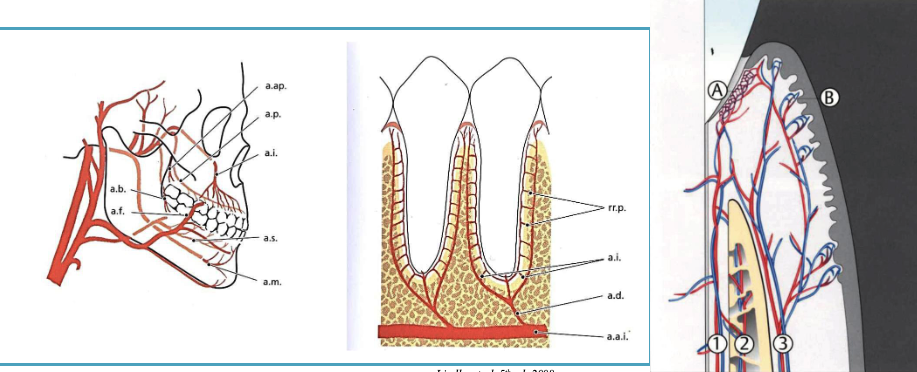 <p>false, it has many perforations that allow it to have neurovascular bundles link to the PDL </p>