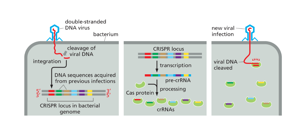 <p>Step 1: short viral DNA sequence is integrated into CRISPR locus</p><p>Step 2: RNA is transcribed from CRISPR locus, processed, and bound to Cas protein</p><p>Step 3: small crRNA in complex with Cas seeks out and destroys viral sequences</p>