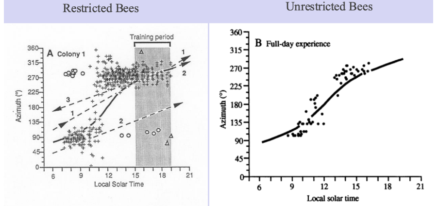 <p>Bees &amp; Ephemeris</p>