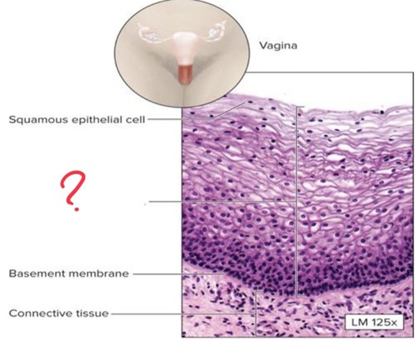<p>What epithelial tissue is this?</p>