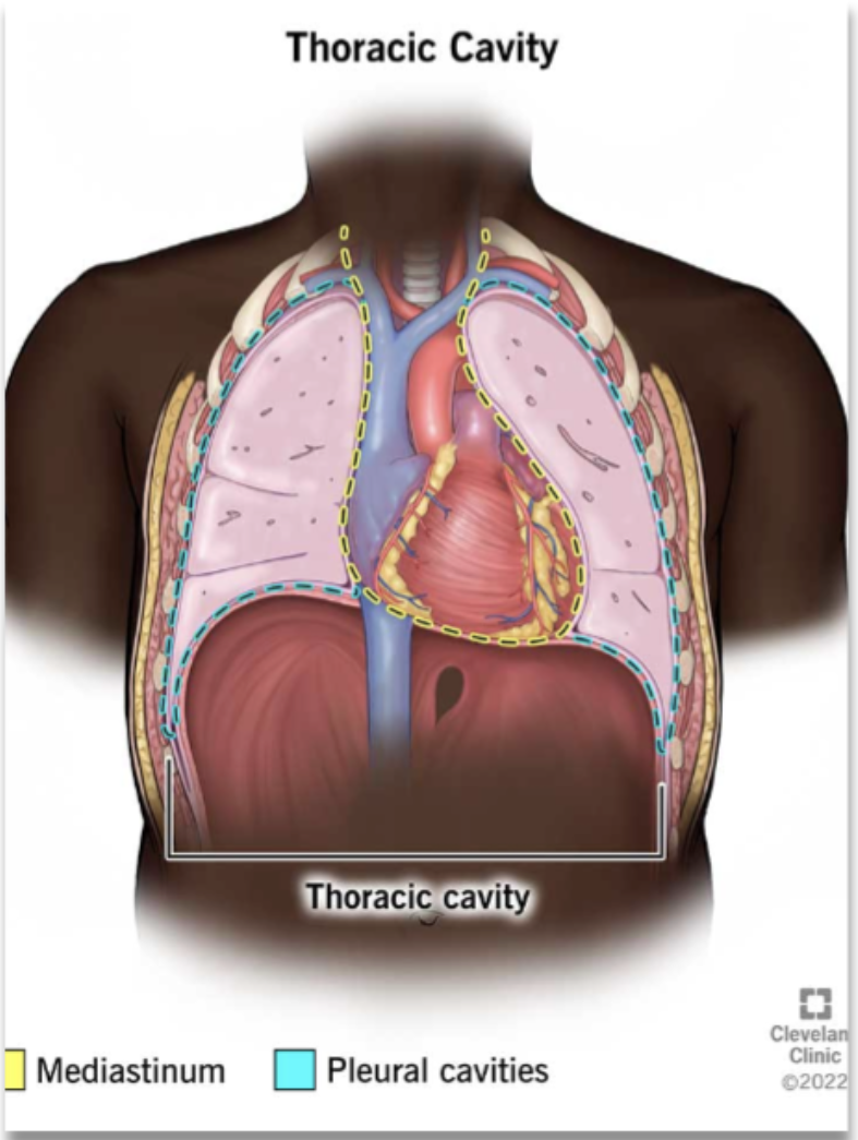 <p>false: RIGHT lung have THREE while LEFT lung have TWO</p>