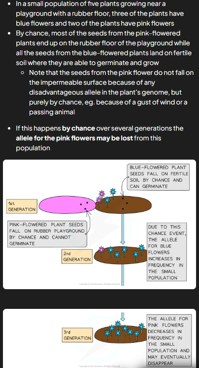 <ul><li><p>when pop v small, chance can affect which alleles get passed on to next gen</p><ul><li><p>meiosis = haploid gametes so fert only passes on half alleles of individual</p></li><li><p>half that gets passed is result of random fertilisation and other half may not make it to next gen</p></li></ul></li><li><p>overtime some alleles lost or passed purely by chance</p></li><li><p>effects smaller pops e.g. coin toss 10 times = heads wont come but if 100 less likely etc </p></li></ul><p></p>