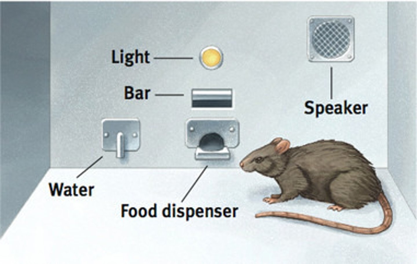 <p>an operant conditioning procedure in which reinforcers guide behavior toward closer and closer approximations of the desired behavior</p>