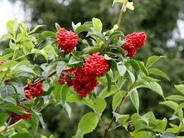 <p>roter Holunder</p>