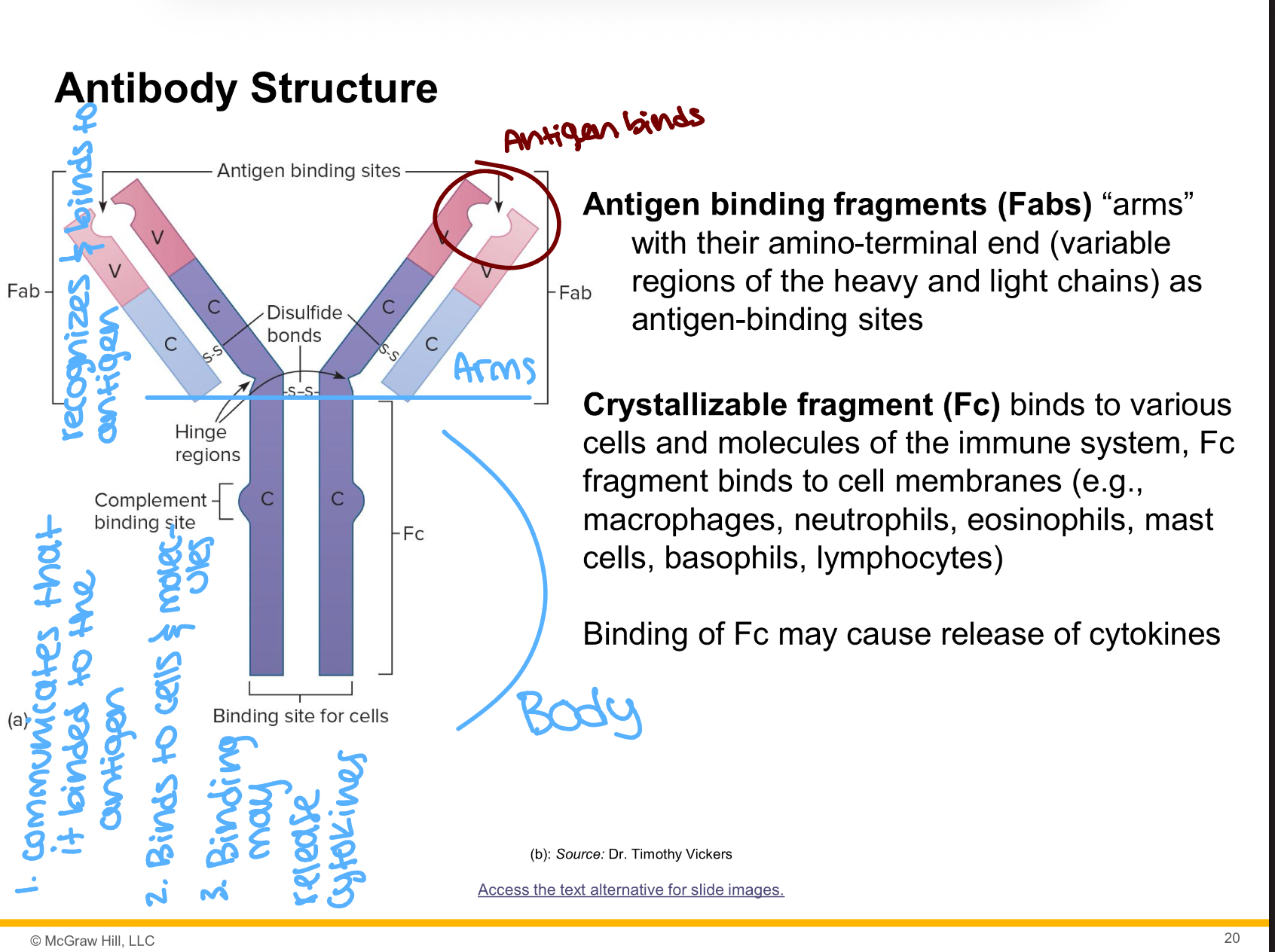 <p>The lower part of an antibody that communicates the signal of the bound antigen to the immune system and can bind to different immune cells to induce responses.</p>