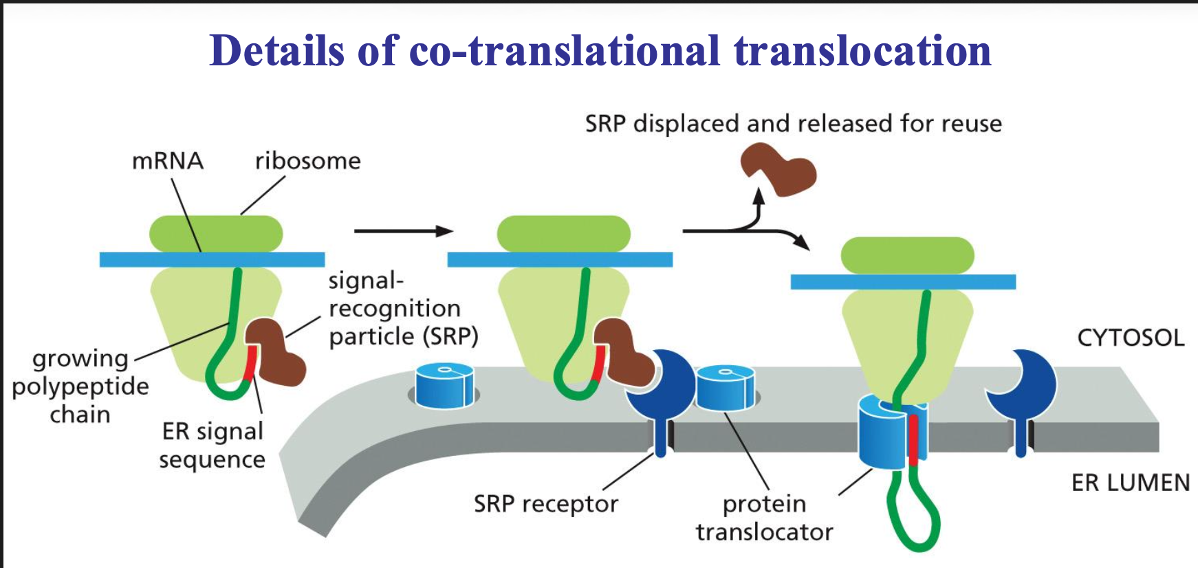 <ul><li><p>To make sure that co translational translocation is possible we need two molecules the SRP molecule and the SRP receptor.</p></li><li><p>The SRP molecule binds to the ER signal sequence and to the ribosome, and in that state can slow down (pause) the translation of the sequence. This will be slowed down until the SRP molecule can interact with the receptor.</p></li><li><p>Once they do bind the SRP is released and the sequence is passed on to a translocator in the ER membrane and protein synthesis can take place again. The sequence is then threaded through a channel in the translocator.</p></li><li><p>The ER signal sequence opens the translocator, guides the protein into the ER, is then cut off by signal peptidase, and the completed protein ends up free inside the ER lumen.</p><p>→ end stage of translocation: ss cleaved and degraded; mature protein folds and can be further sorted.</p></li></ul><p></p>