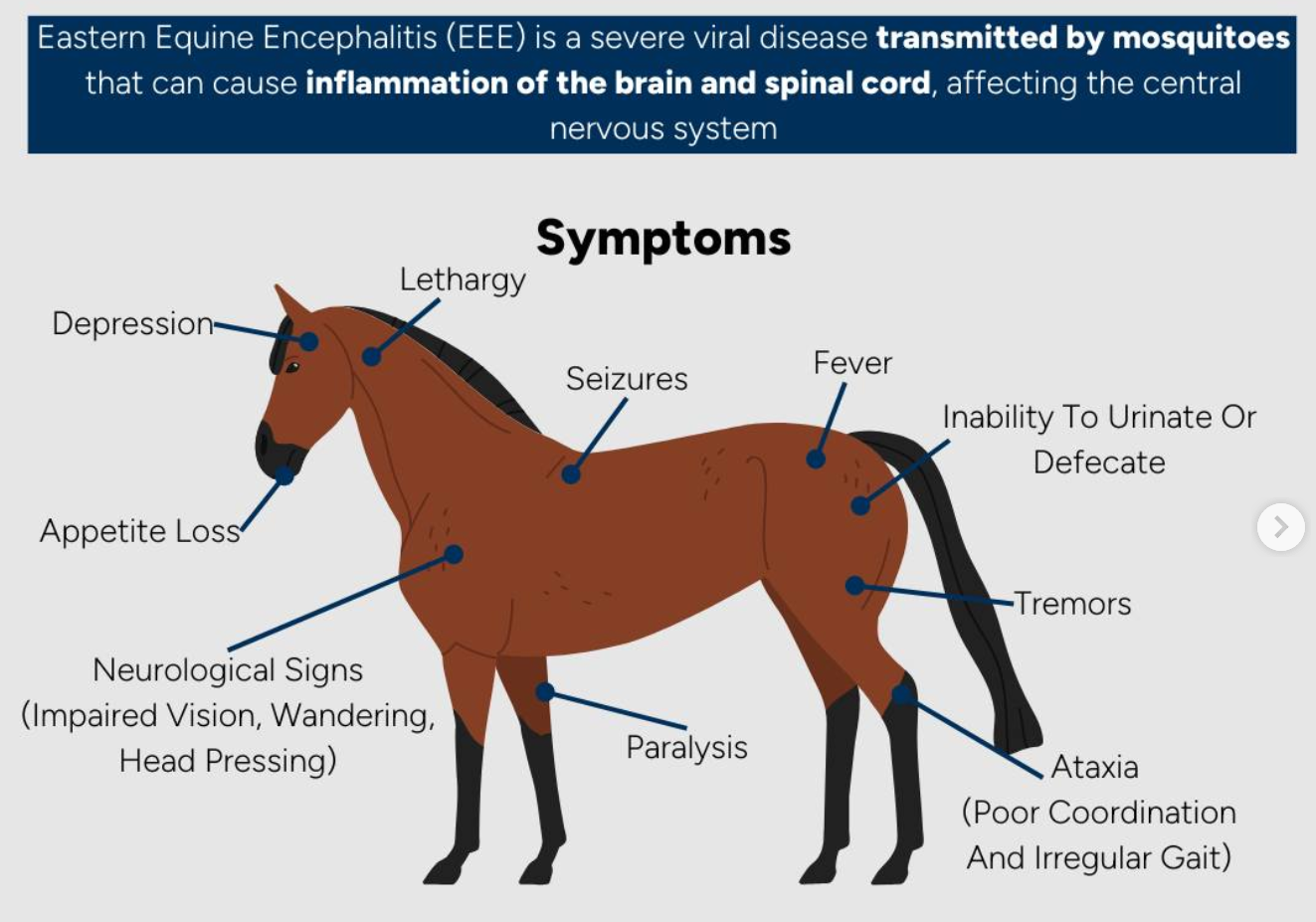 <p>A zoonotic alphavirus and arbovirus that affects horses and other mammals, causing brain damage and neurological signs</p><p>Abnormal gait, aimless wandering, circling, dyspnoea, drowsiness, head pressing, hyperactivity paralysis, restlessness, sensitivity to sound, &amp; death</p>