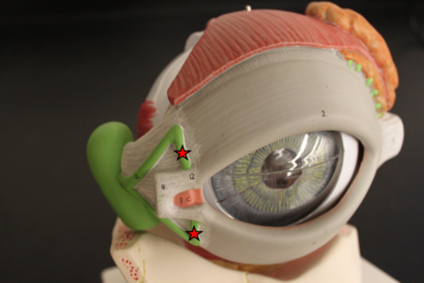 <p>drain lacrimal fluid from eyes medially</p>