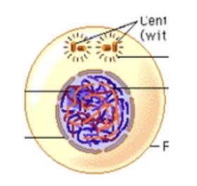 <p>interphase</p>