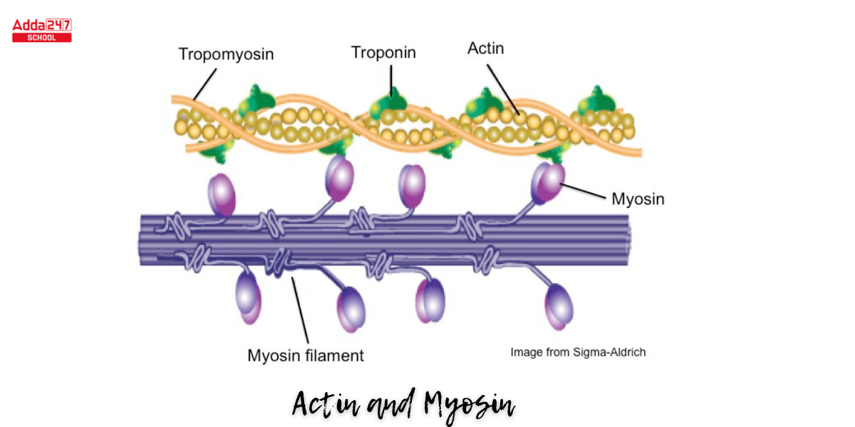<p><span><span>Thick filaments composed of the protein myosin. </span></span></p><p><span><span>Thin filaments mostly made of the protein actin.</span></span></p>