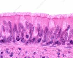 <p>Single layer of cells of different heights; some not</p><p class="p1">reaching the free surface; nuclei seen at different</p><p class="p1">levels; may bear cilia</p><p class="p1">-Secretion, particularly of mucus; propulsion of mucus</p><p class="p1">by ciliary action</p><p class="p1">-trachea, upper respiratory tract</p>