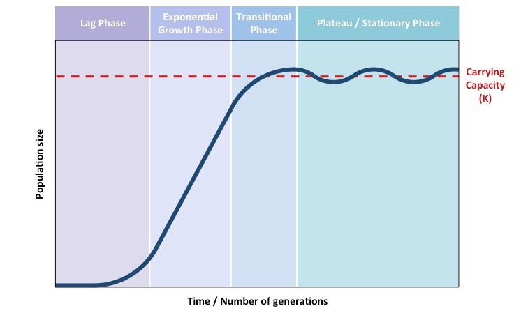 <p>Graphical representations of how populations change over time, often including phases such as lag, exponential, transitional + plateau/carrying capacity phases - Sigmoid-curve</p><p>EXAMPLE: Eurasian collared dove </p><ul><li><p>Lag</p><ul><li><p>An adaptation period</p></li><li><p>Doves are adjusting to their new conditions</p></li><li><p>The length of the lag phase can vary considerably - based on how different the conditions are from the conditions that the bacteria came from</p></li></ul></li><li><p>Exponential: happens when density dependent factors are not effective/movement into a new niche where resources are abundant </p><ul><li><p>reproduction</p></li><li><p>little to inhibit growth (like resources or space is not a limiting factor)</p></li><li><p>Positive feedback (more doves = more doves)</p></li></ul></li><li><p>Transitional</p><ul><li><p>Growth slows</p></li><li><p>Not exponential</p></li><li><p>Resources are limiting factor</p></li></ul></li><li><p>Plateau</p><ul><li><p>Equal births and deaths</p></li><li><p>Max population number the ecosystem can support</p></li></ul></li></ul><p></p>