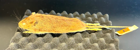 <p>Common Name?</p><p>Family?</p><p>scientific name?</p>