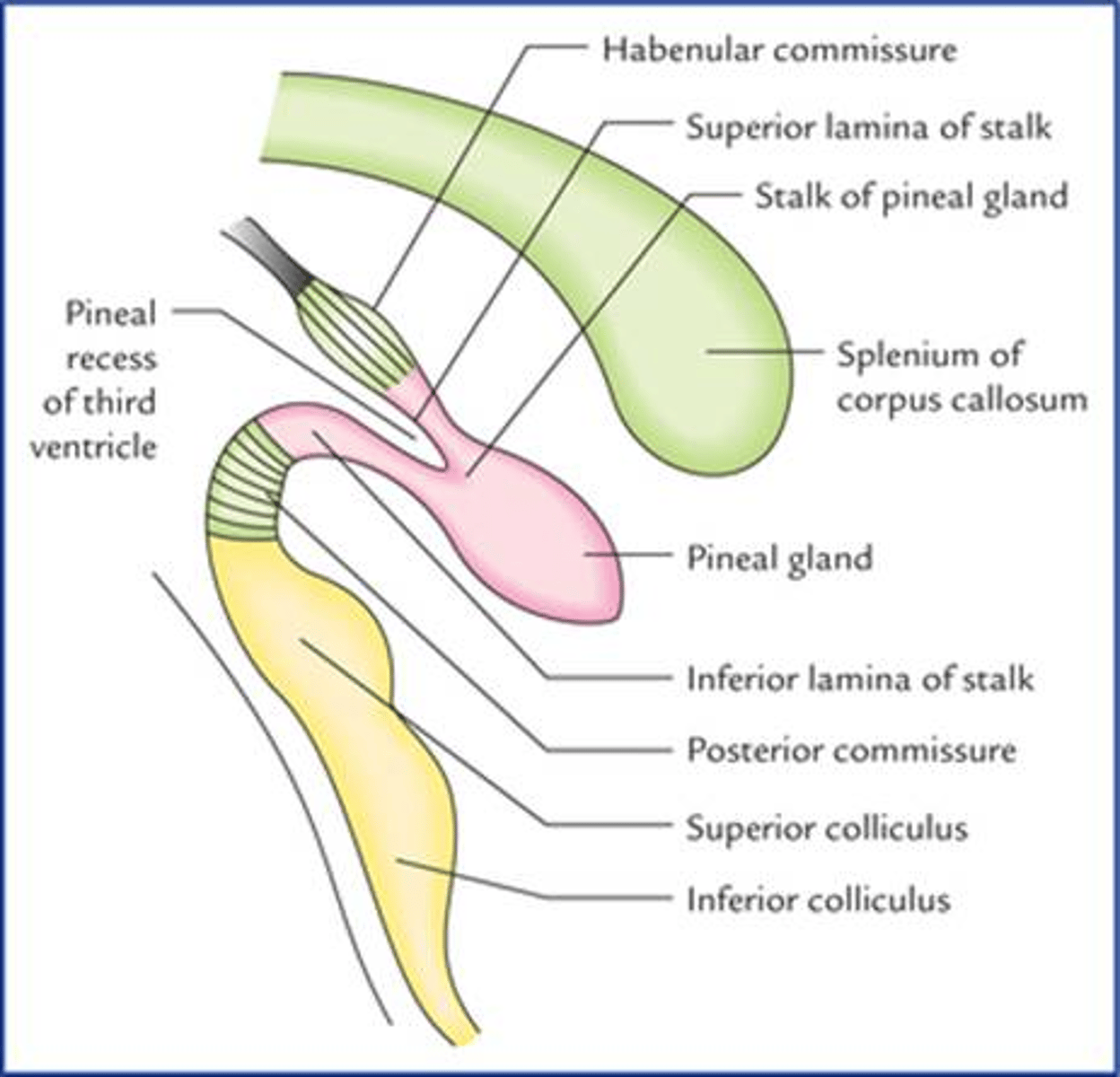 <p>- przyśrodkowo i z tyłu</p><p>- szyszynka (w tylnej ścianie komory trzeciej) i uzdeczka (trójkąt uzdeczki przechodzący w prążek rdzenny wzgórza, między trójkątami spoidło uzdeczek i poniżej tego spoidła: spoidło tylne)</p>