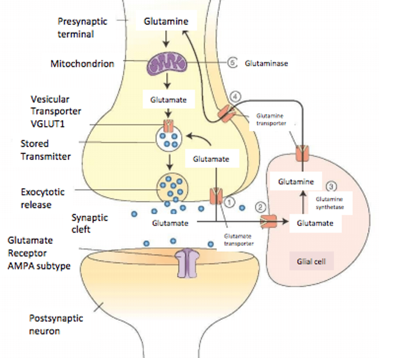 <p>d) Calcium-independent release</p>