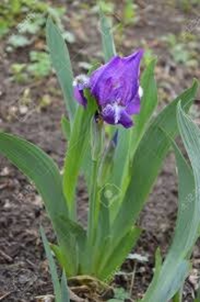 <p>Found in plains</p><p>has rhizomes</p><p>Leaves: simple, linear, sheathing bases, eqitant leaves</p><p>(iris genus to know)</p><p>(monocot)</p>