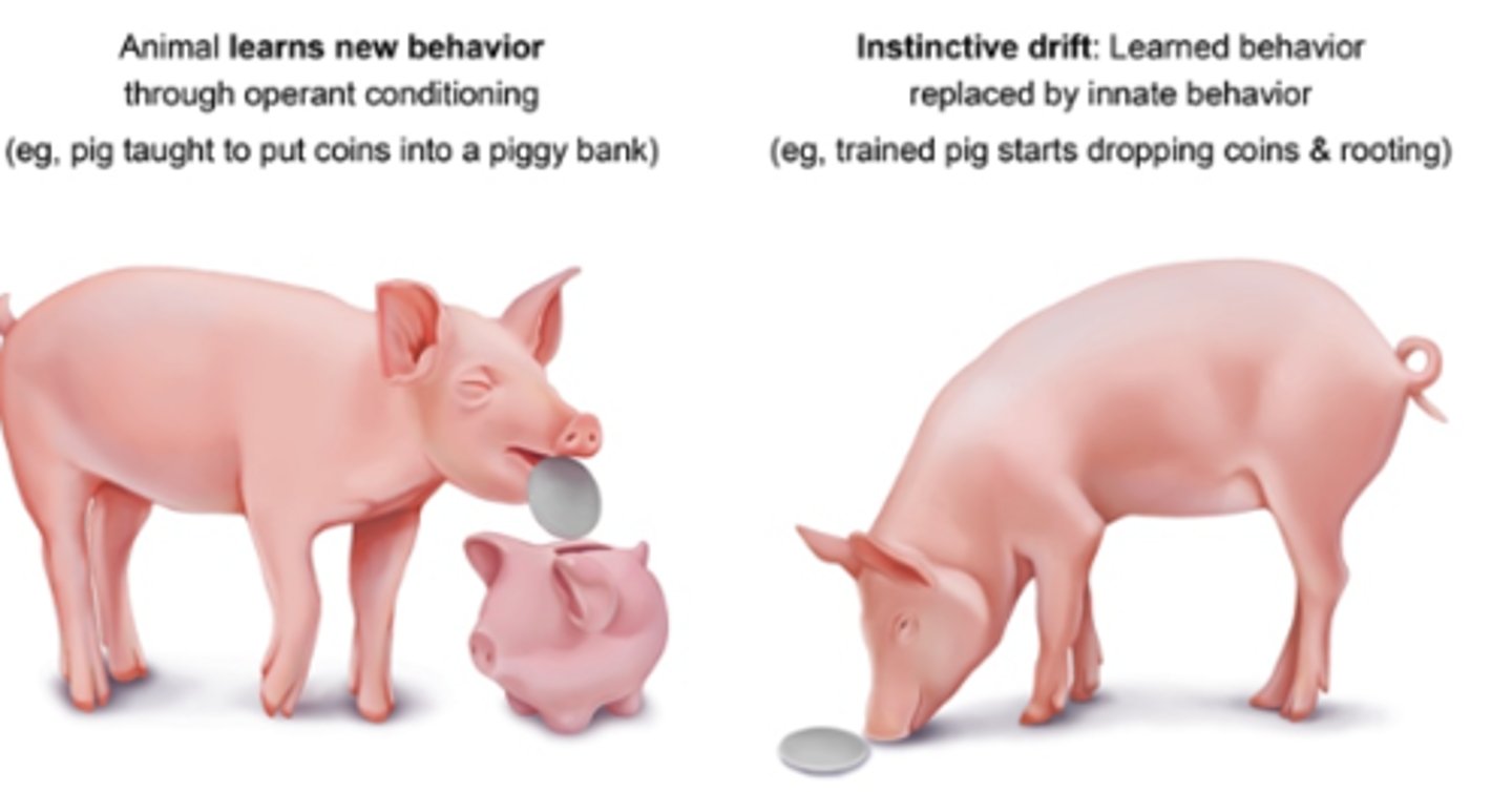 <p>the tendency of some trained animals to revert back to instinctual behaviors</p>