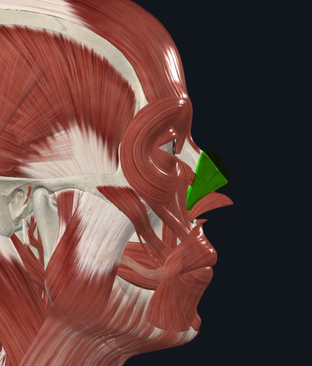 <p><strong>Nombre alterno: </strong>Compresor de la nariz</p><p><strong><mark data-color="yellow" style="background-color: yellow; color: inherit">Orígen: </mark></strong><mark data-color="yellow" style="background-color: yellow; color: inherit">Dorso de la nariz con el lado opuesto</mark></p><p><strong><mark data-color="blue" style="background-color: blue; color: inherit">Inserción: </mark></strong><mark data-color="blue" style="background-color: blue; color: inherit">Haz anterior en la piel<br>Haz posterior en M. Mirtiforme</mark></p><p><strong><mark data-color="red" style="background-color: red; color: inherit">Acción: </mark></strong><mark data-color="red" style="background-color: red; color: inherit">Constrictor de las narinas</mark></p><p><strong><mark data-color="purple" style="background-color: purple; color: inherit">Inervación: </mark></strong><mark data-color="purple" style="background-color: purple; color: inherit">Nervio&nbsp;Facial</mark><strong><br><mark data-color="green" style="background-color: green; color: inherit">Relaciones: </mark></strong><mark data-color="green" style="background-color: green; color: inherit">El transverso es antagonista de los dilatadores de las aberturas nasales</mark></p><p><strong>Notas: </strong>Parte transversa es&nbsp;<strong>constrictor&nbsp;</strong>(Arco que rodea dorso de pirámide nasal)</p>