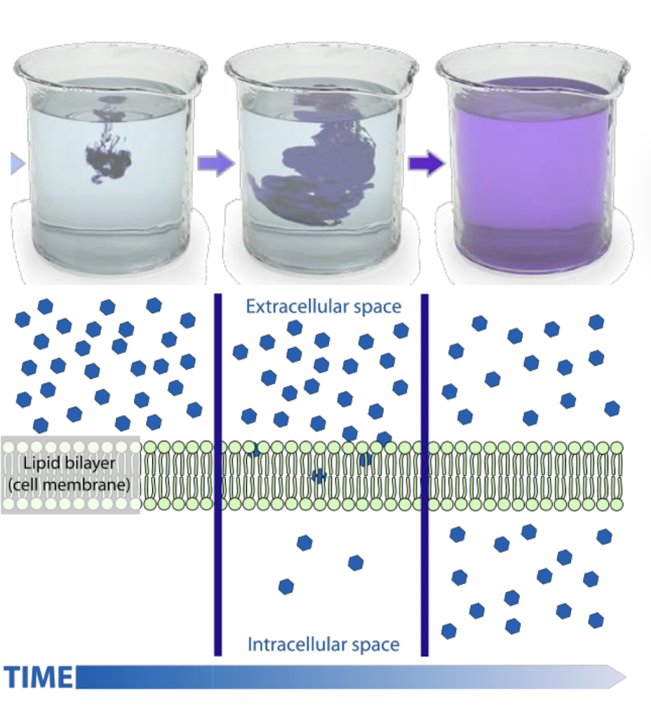 <ul><li><p>the passive movement of solutes from an area of higher concentration to an area of lower concentration</p></li><li><p>does not require any external concentration</p></li><li><p>happens with or without a barrier</p></li><li><p>molecular movement continues after reaching equilibrium, just not NET movement</p></li></ul><p></p>