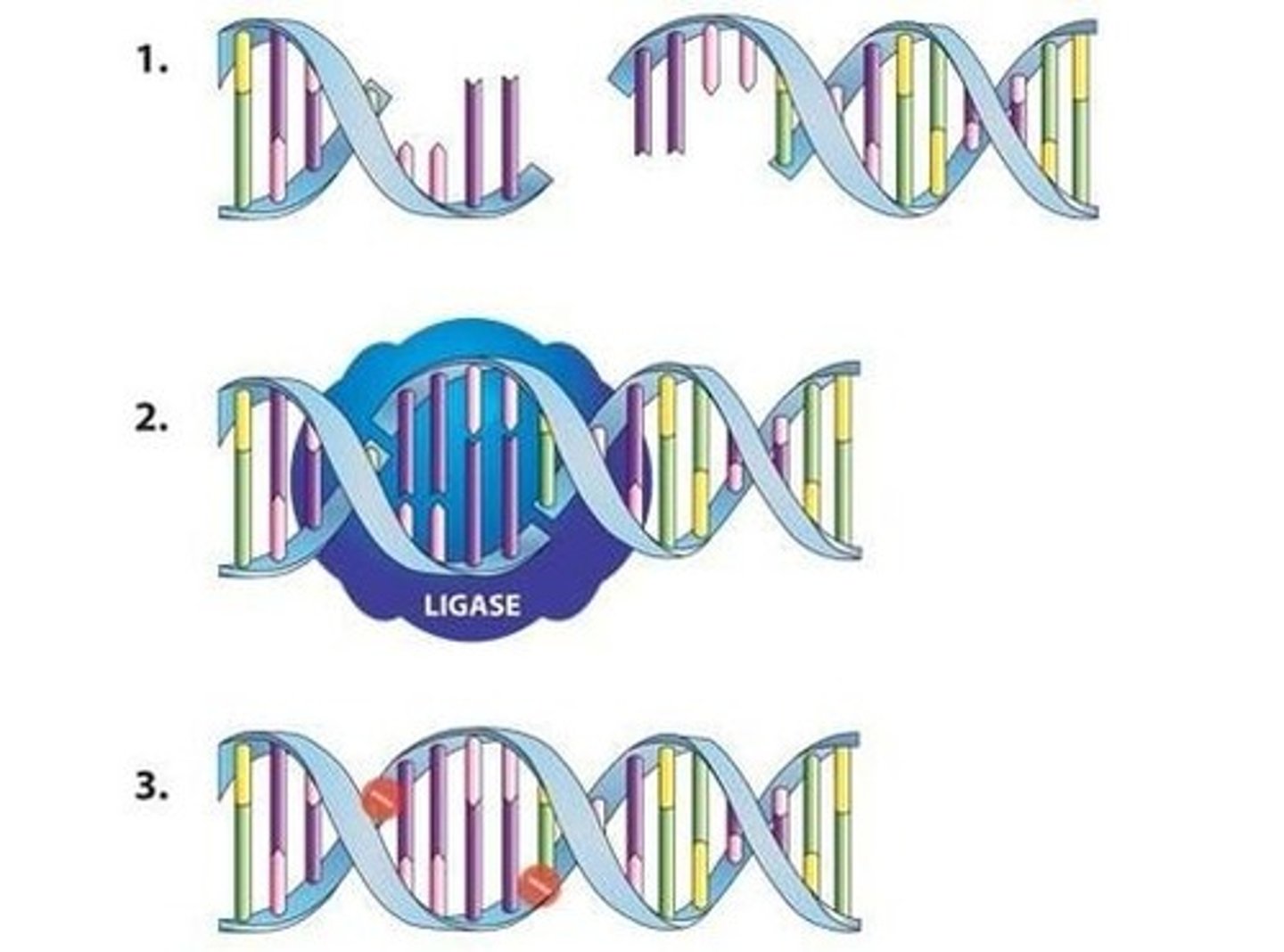 <p>An enzyme that connects two fragments of DNA to make a single fragment</p>