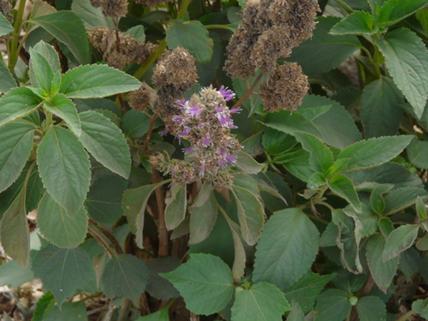 <p>Money, wealth, prosperity, lust, sensuality, and love. All things material and sensual, worn to attract earthly pleasures.</p>