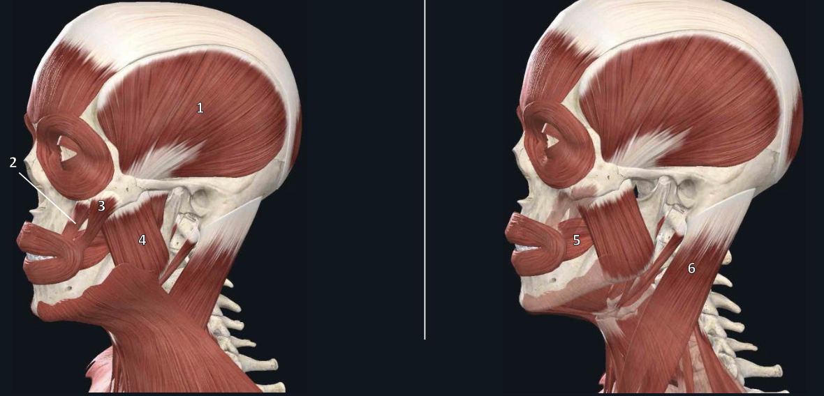 <p>name structure #2</p>