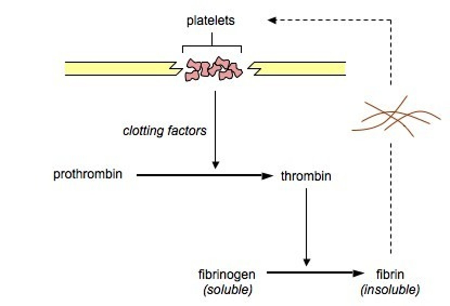 <p>1. when a cut is formed clotting factors released</p><p>2. platelets clot at the site of the cut</p><p>3. soluble fibrinogen is made into insoluble fibrin by the prothrombin which is activated into thrombin using the clotting factors. </p><p>the fibrin produced from the fibrinogen (using thrombin) clots to form a mesh.</p><p>4. the clot develops into a scab, and more layers of skin are formed underneath.</p>