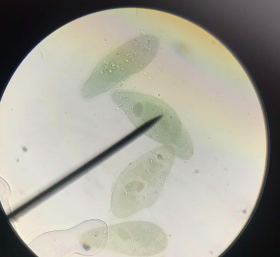 <p>slipper-shaped; swims with spiral or rotary movement; body is a mass of dense protoplasm</p>