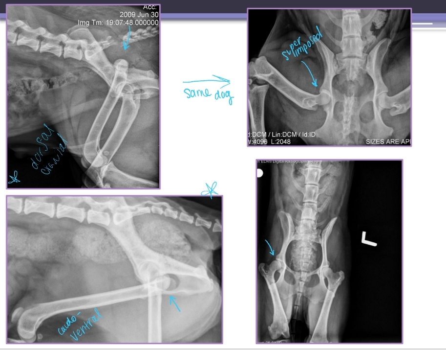 <ul><li><p><span style="background-color: transparent;"><strong><span>Et:</span></strong><span> Results from failure or tear of Joint capsule or Round ligament</span></span></p><ul><li><p><span style="background-color: transparent;"><span>Most common joint luxation in dogs</span></span></p></li></ul></li><li><p><span style="background-color: transparent;"><strong><span>Types:</span></strong></span></p><ul><li><p><span style="background-color: transparent;"><strong><span>Craniodorsal (#1):</span></strong><span> hit-by-car or blunt trauma</span></span></p></li><li><p><span style="background-color: transparent;"><strong><span>Caudoventral:</span></strong><span> fall with abduction</span></span></p></li></ul></li></ul><p></p>