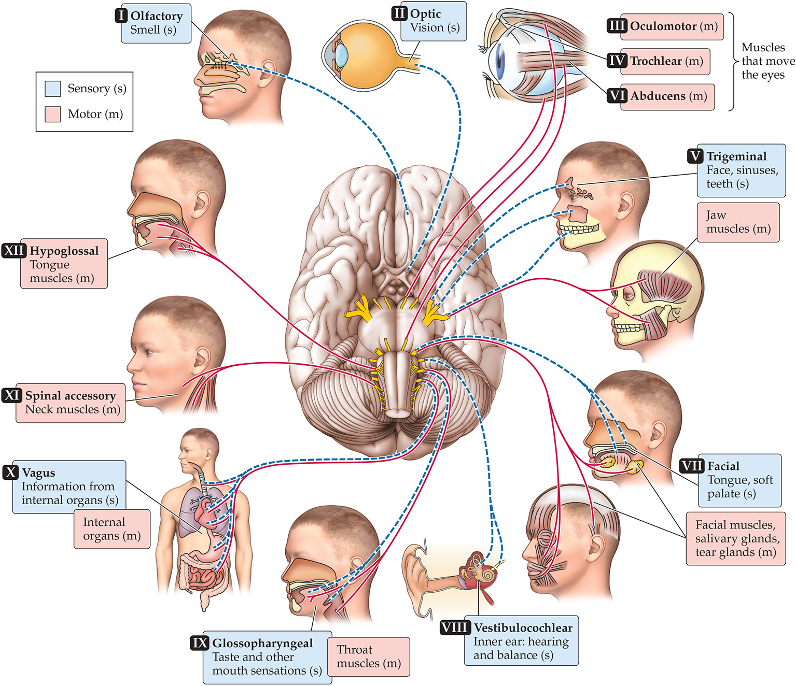 <p>Cranial Nerve: 12 nerves that are directly connected to our brain; generally transmit motor and sensory info from the head/face - vagus nerve is the exception that involves internal organ signaling and sensing</p>
