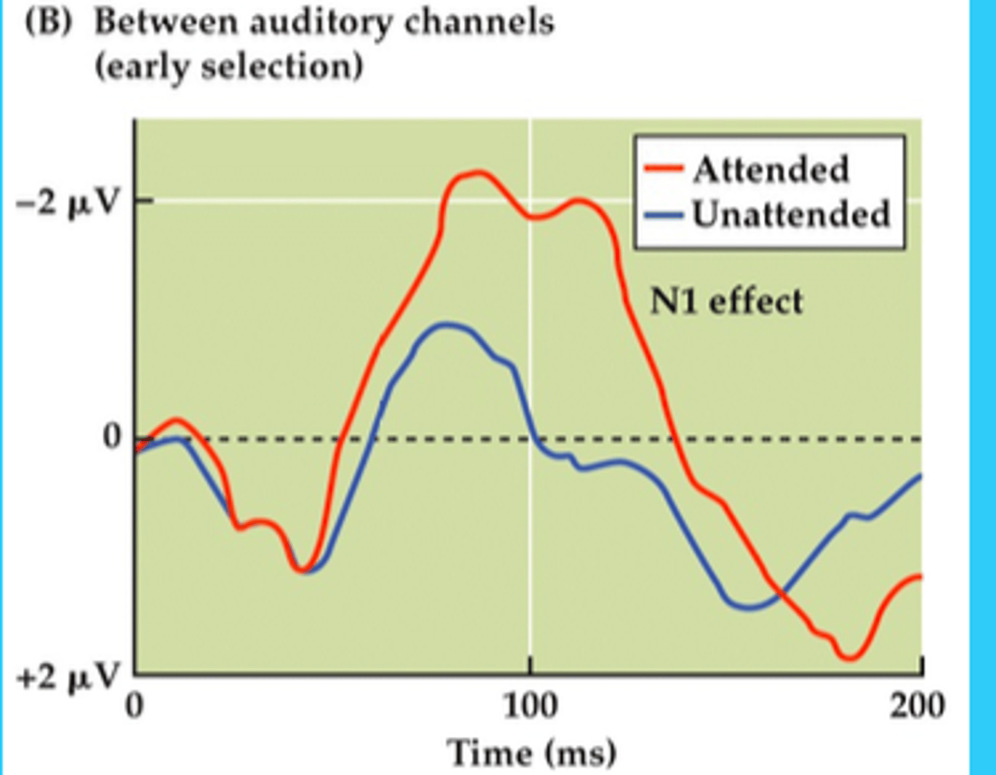 <p>there is a large difference between the attended and unattended</p><p>large attentional effects - the attended sounds are causing a larger response in the brain.</p>