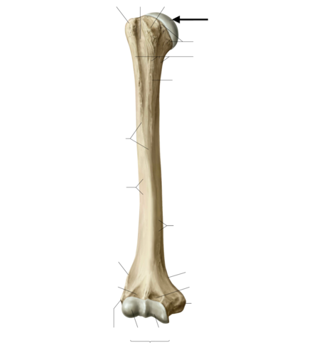 <p>olkaluun pää</p>
