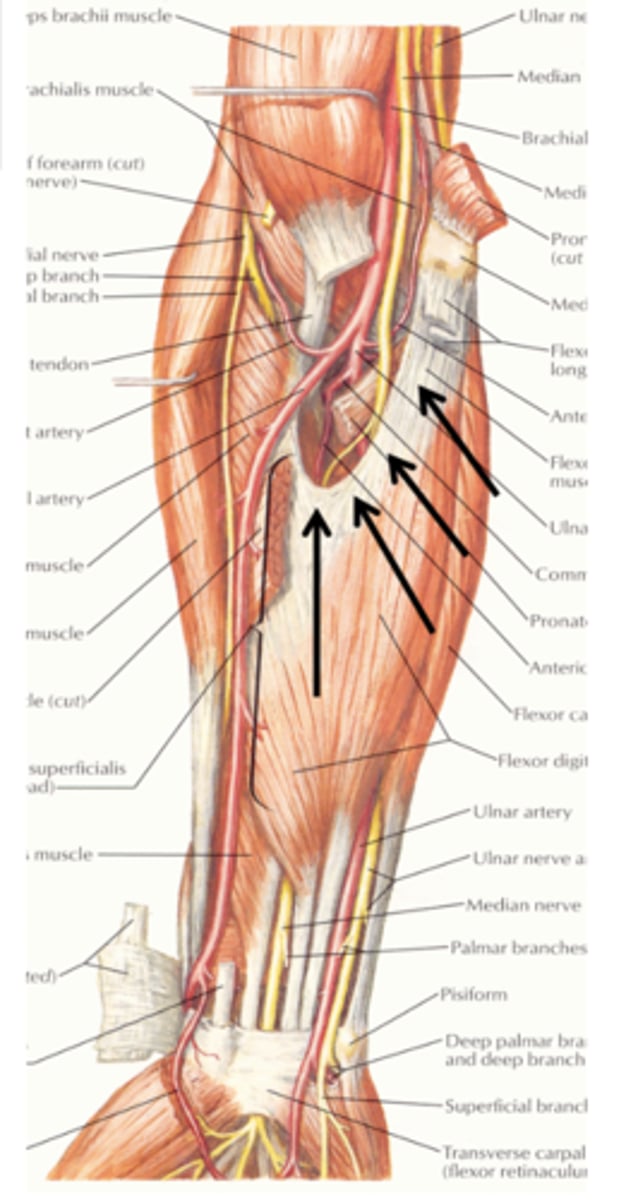 <p>flexor digitorum superficialis</p><p>and</p><p>flexor digitorum profundus</p>