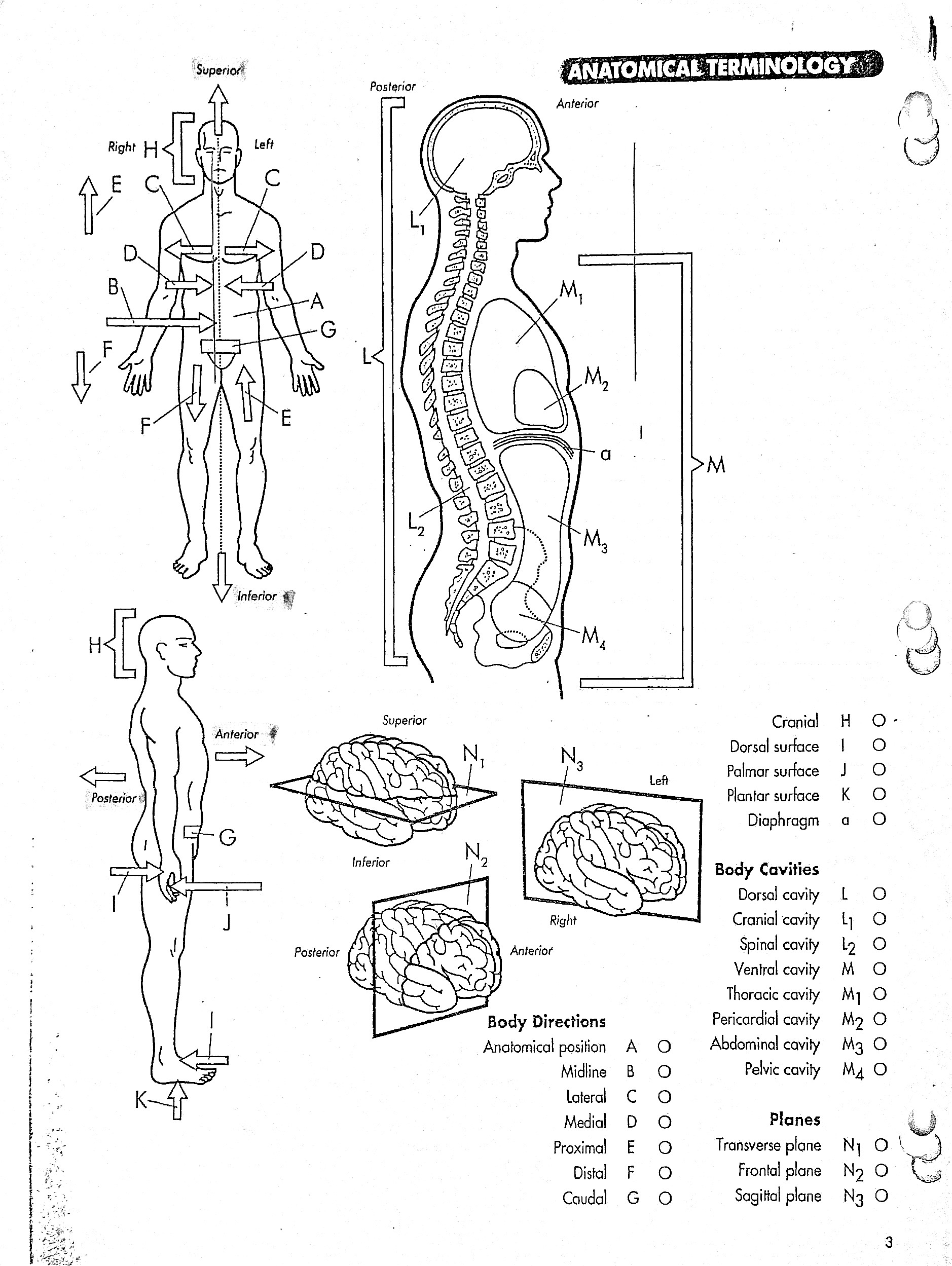 <p>N1</p>