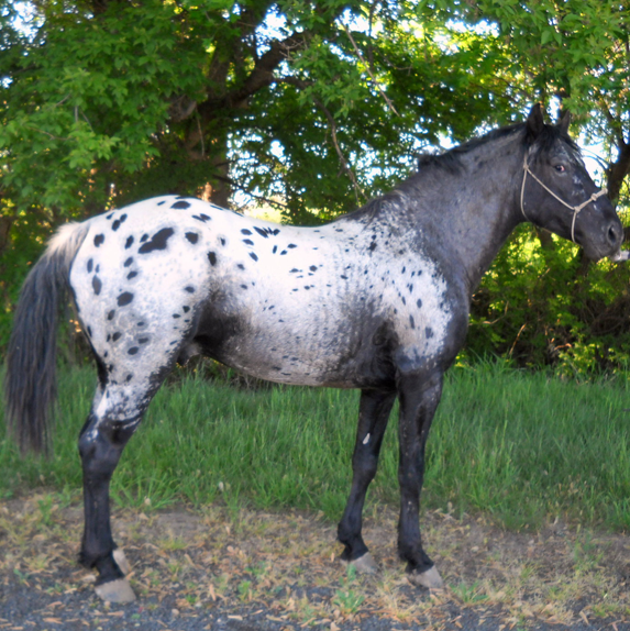 <p>What breed (pattern) is this horse?</p>