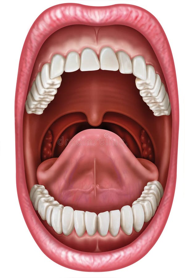 <p><strong>MOUTH</strong></p>