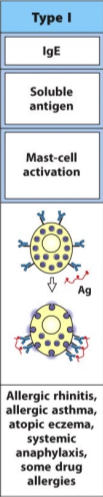 <ul><li><p><strong>immune reactant</strong>: IgE</p></li><li><p><strong>antigen</strong>: soluble antigen</p></li><li><p><strong>effector mechanism</strong>: mast-cell activation</p></li><li><p><strong>examples of reaction</strong>: allergic rhinitis, asthma, eczema, anaphylaxis, some drug allergies</p></li><li><p>aka immediate hypersensitivity response</p></li></ul><p></p>