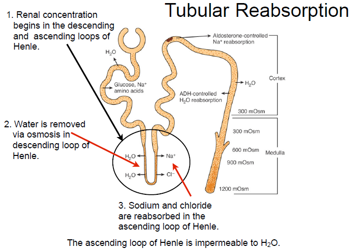 <p><span style="color: red">Hairpin loop between PCT and DCT</span><br>•<span style="color: #0cfd37"> Maintains medullary hyperosmolality via countercurrent multiplier</span><br><span style="color: #0ce9dc">• Descending limb</span>: water reabsorbed<br><span style="color: #f10984">• Ascending limb</span>: Na⁺ &amp; Cl⁻ reabsorbed (impermeable to water)</p>