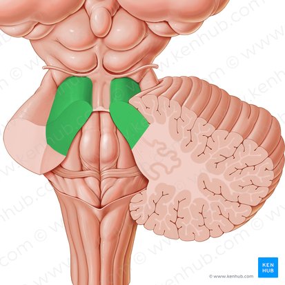 <p><span><em>brachium conjunctivum, connects the cerebellum to the midbrain. Although it contains a limited number of input fibers, its most abundant and most important components are output fibers.</em></span></p>