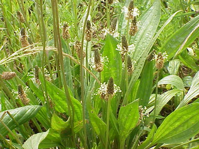 <p>plantaginacées</p>