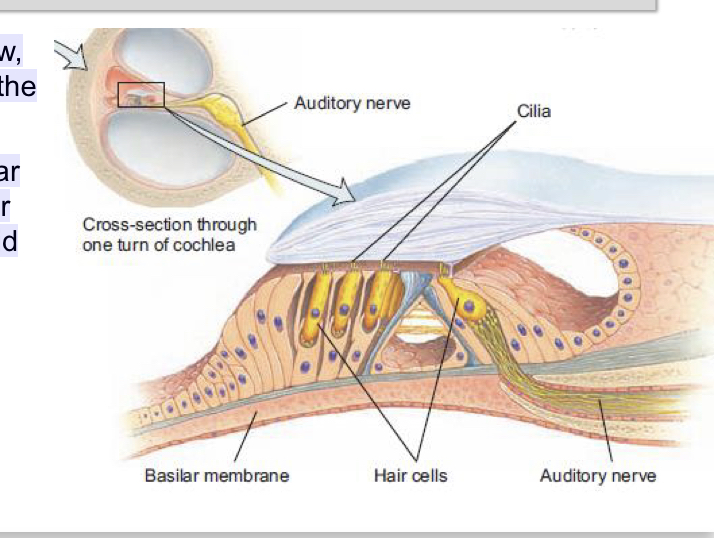 <p></p><p>• Stapes hits the oval window, causing a wave to form in the fluid in the cochlea</p><p>• The fluid deflects the basilar membrane, bending its hair cells that transduce the fluid sound wave into electrical activity</p><p>• As hair cells move, neural impulses are created and sent to the brain</p>