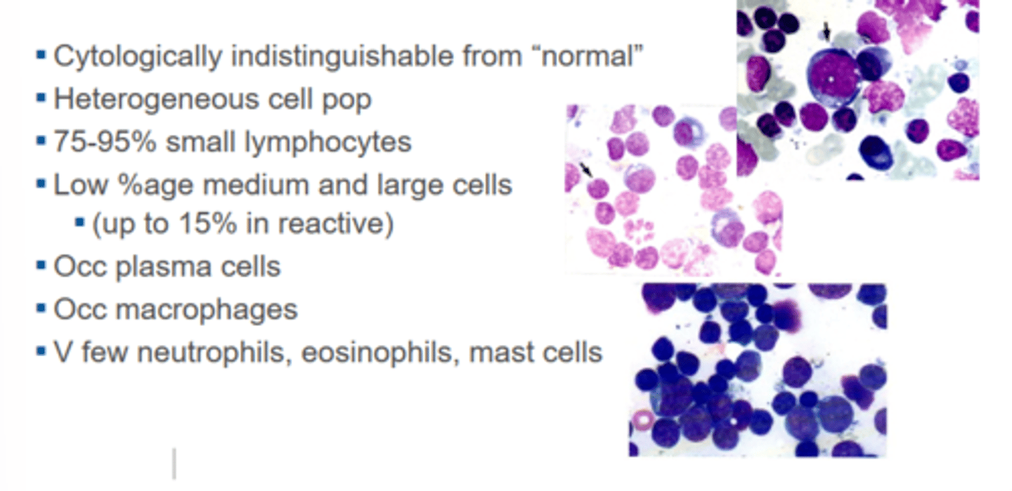 <p>(Mostly young, large lymphocytes but some mature cells)</p><ul><li><p>Cytologically indistinguishable from "normal"</p></li><li><p>Heterogeneous cell pop</p></li><li><p>75-95% small lymphocytes (so mature)</p></li><li><p>Low %age medium and large cells</p></li><li><p>Occasional plasma cells</p></li><li><p>Occasional macrophages</p></li><li><p>V few neutrophils, eosinophils, mast cells</p></li></ul><p></p>