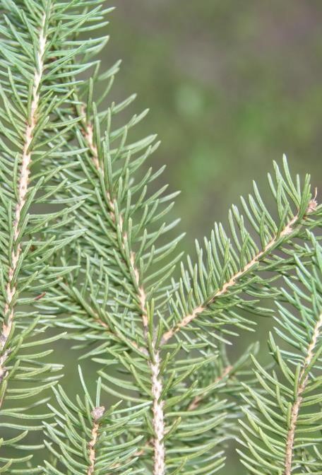 <p>White spruce</p>