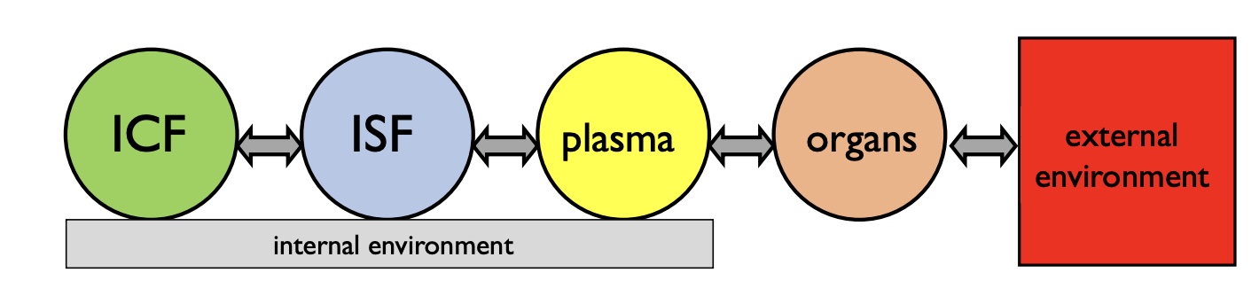 <p>-ICF: K+, high in protein</p><p>*cell/plasma membrane (stricter regulation)</p><p>-ISF: Na+, lower protein</p><p>*BV wall; unrestricted movement most places except for proteins (bc too big for capillaries)</p><p>-Plasma: Na+, high protein</p><p>-Organs: examples= lung gas exchange or kidney waste removal and ion [ ]’s</p><p>______________________________________</p><p>-The body’s fluid compartments are in a state of equilibrium with each other</p><p>-Organs condition the plasma</p><p>-Interstitial fluid (ISF) is a filtrate of plasma</p><ul><li><p>proteins can’t move as easily</p></li></ul><p>-Intracellular fluid (ICF) is derived from ISF, with selective transport by the cell membrane</p><ul><li><p>“semi-permable” bc not everything can pass through</p></li></ul><p></p>