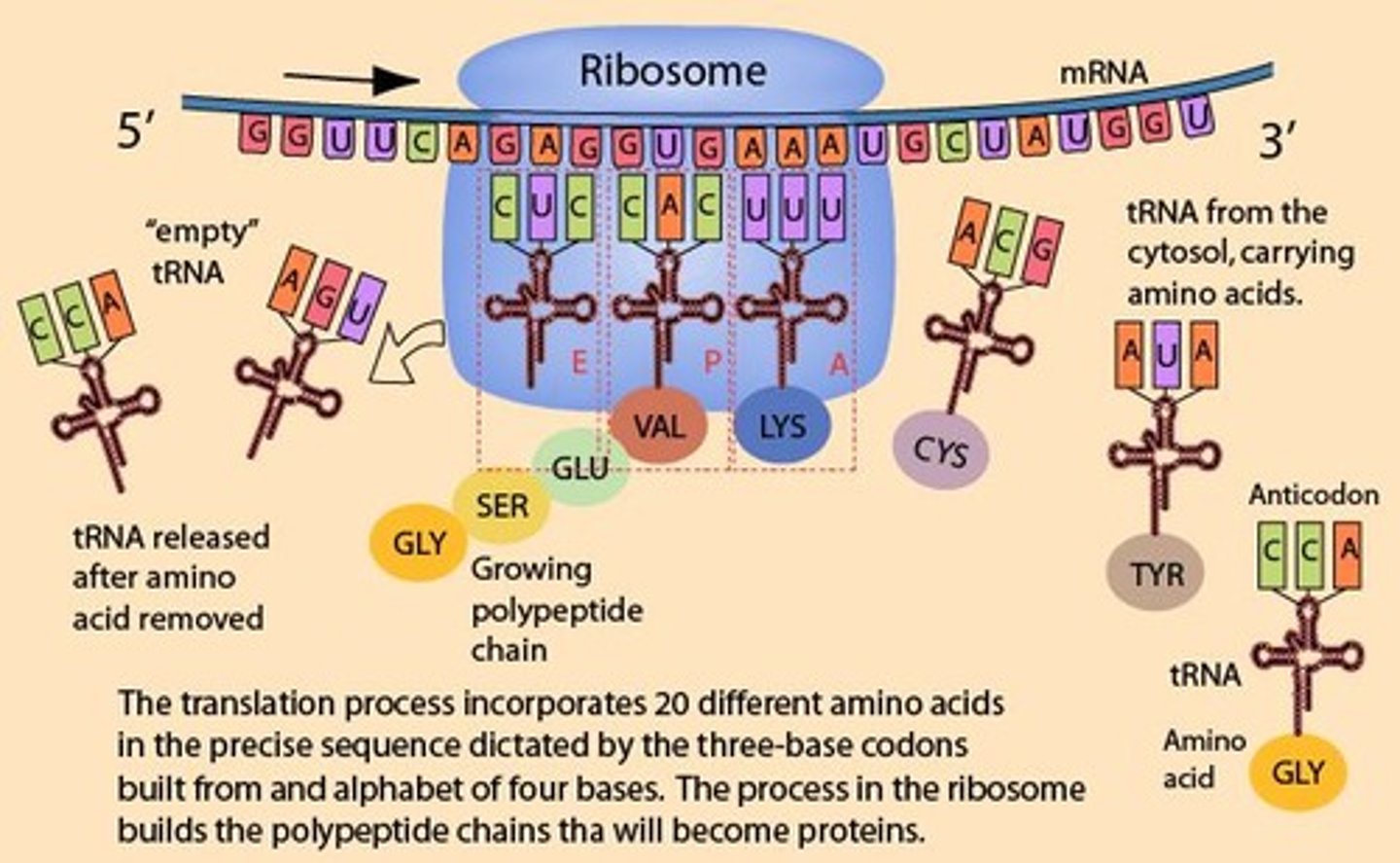 <p>A chain of adenine nucleotides added to the 3' end of mRNA that protects it from enzymatic degradation.</p>