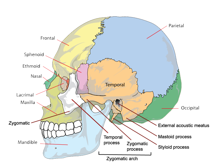 <p>Toward the head.</p>