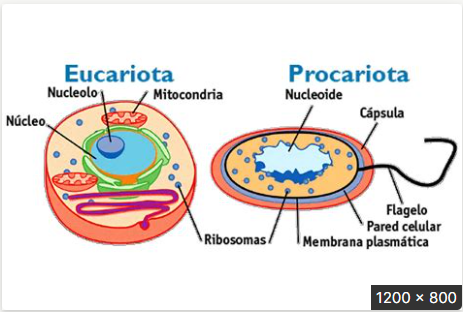 <p>La scélulas eucariotas y las procariotas</p>